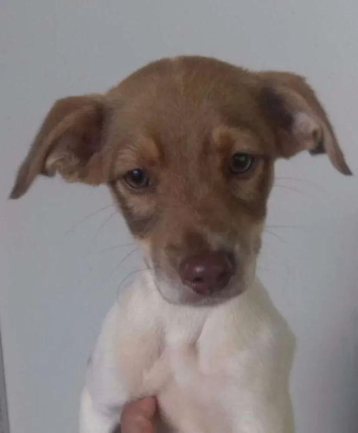 Cachorro ra a Não identificado  idade 2 a 6 meses nome Pepe