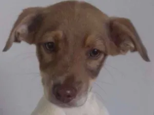 Cachorro raça Não identificado  idade 2 a 6 meses nome Pepe