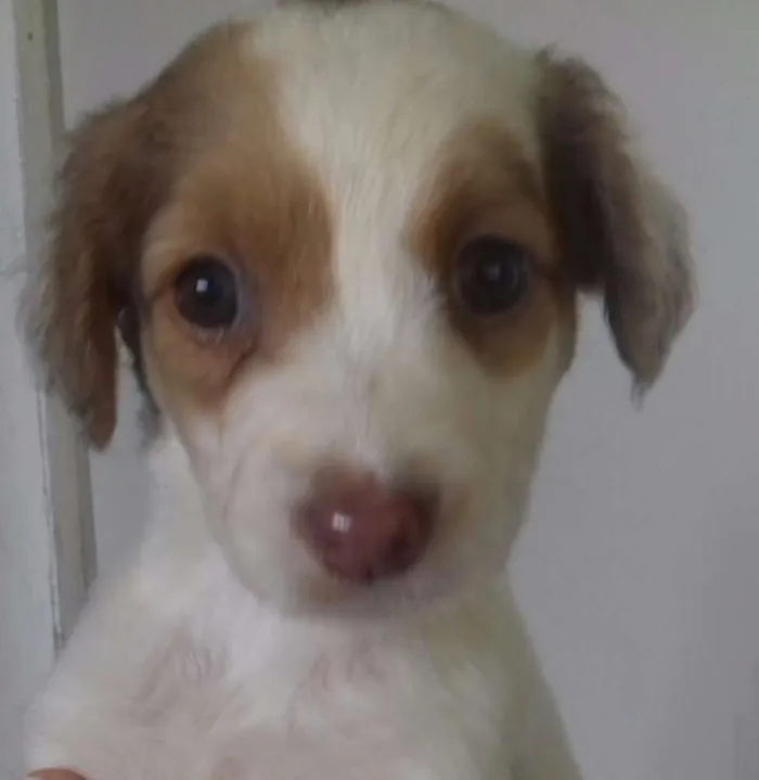 Cachorro ra a Não identificado  idade 2 a 6 meses nome Maria