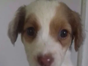 Cachorro raça Não identificado  idade 2 a 6 meses nome Maria