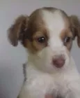 Glorinha