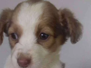 Cachorro raça Não identificado  idade 2 a 6 meses nome Glorinha