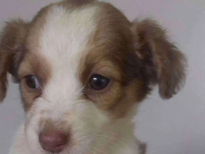 Cachorro ra a Não identificado  idade 2 a 6 meses nome Glorinha