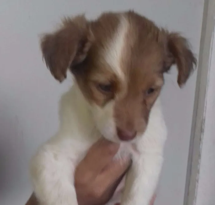 Cachorro ra a Não identificado  idade 2 a 6 meses nome Clarinha