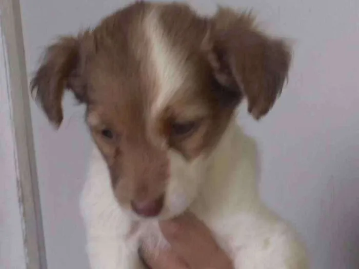 Cachorro ra a Não identificado  idade 2 a 6 meses nome Clarinha