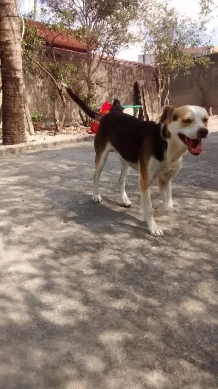 Cachorro raça Mestiça idade 7 a 11 meses nome Rojão