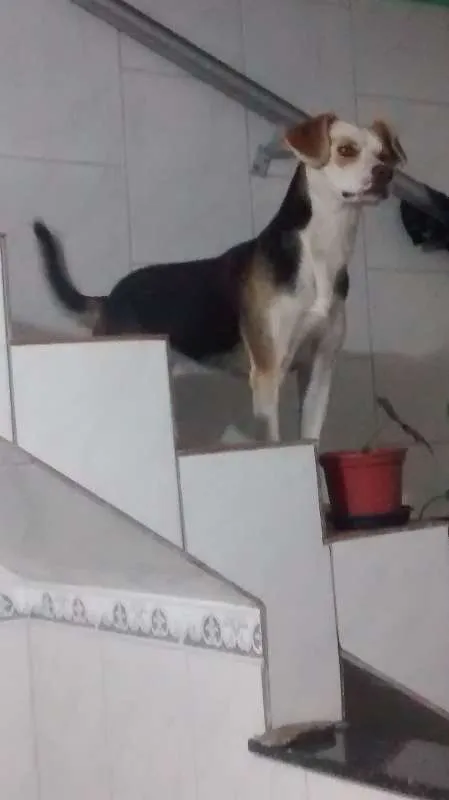 Cachorro raça Mestiça idade 7 a 11 meses nome Rojão