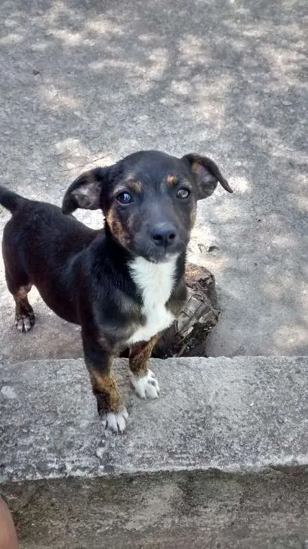 Cachorro raça Vira lata  idade 2 a 6 meses nome Shaquira