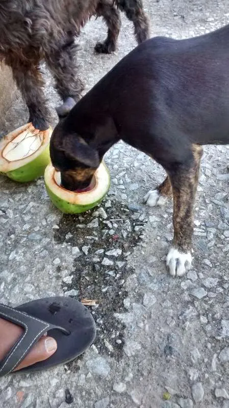 Cachorro raça Vira lata  idade 2 a 6 meses nome Shaquira