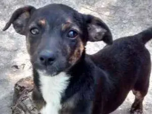 Cachorro raça Vira lata  idade 2 a 6 meses nome Shaquira