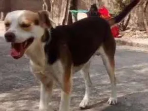 Cachorro raça Mestiça idade 7 a 11 meses nome Rojão