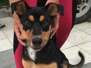 Cachorro raça Vira lata idade 2 a 6 meses nome Jujuba