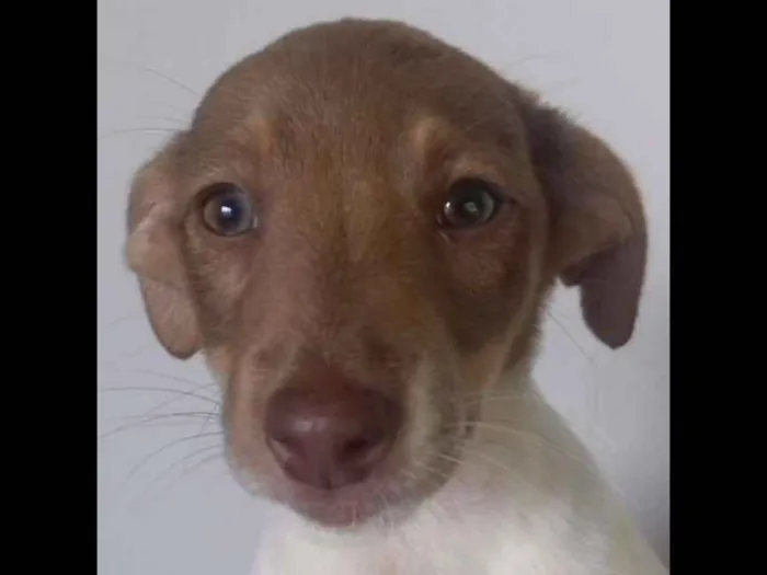 Cachorro ra a Não identificado  idade 2 a 6 meses nome Kinki