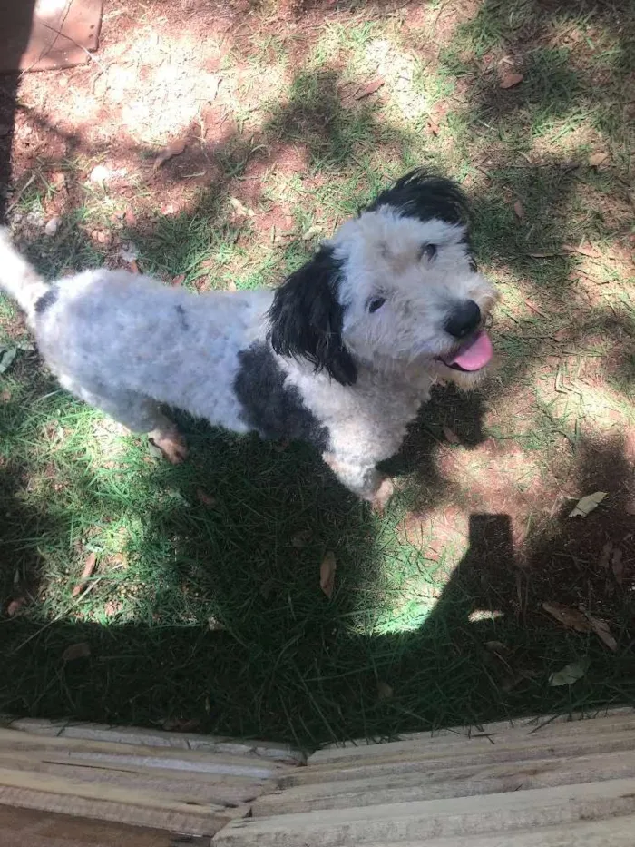 Cachorro ra a Vira lata idade  nome Sem nome