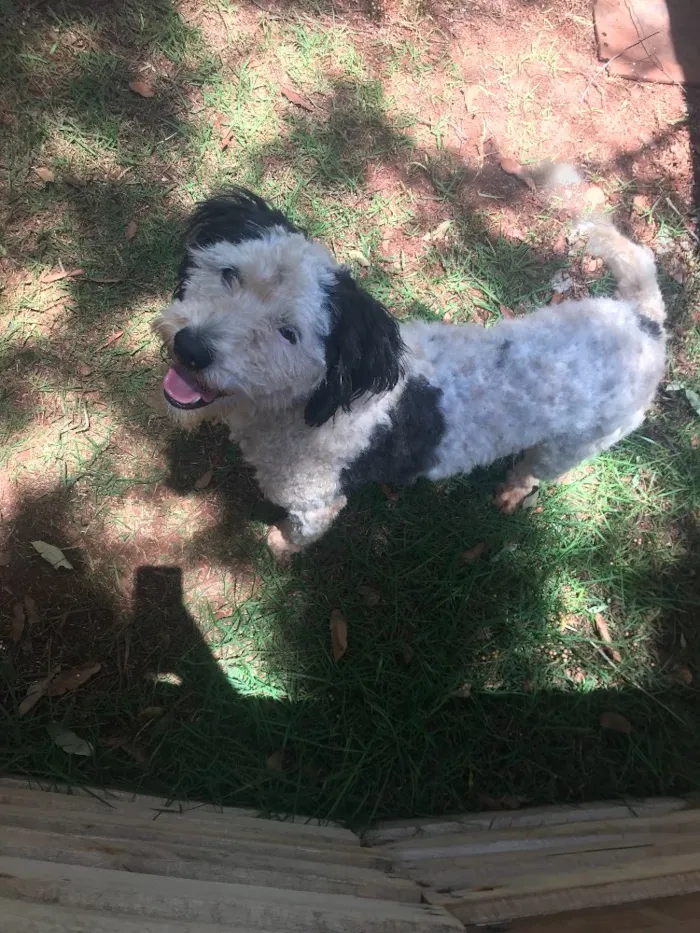 Cachorro ra a Vira lata idade  nome Sem nome