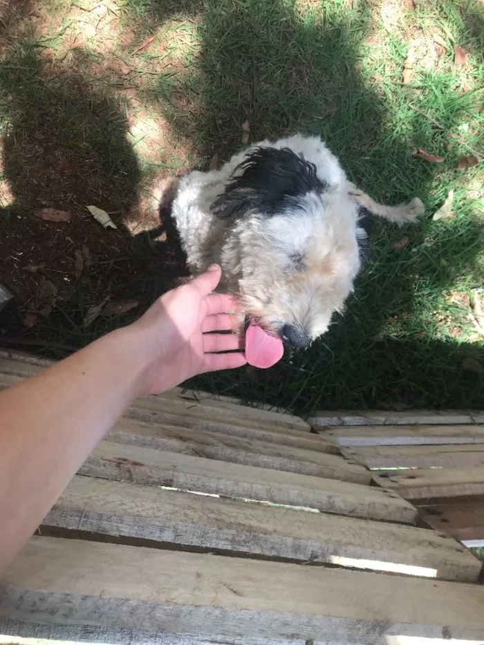 Cachorro ra a Vira lata idade  nome Sem nome