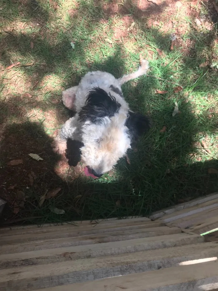 Cachorro ra a Vira lata idade  nome Sem nome
