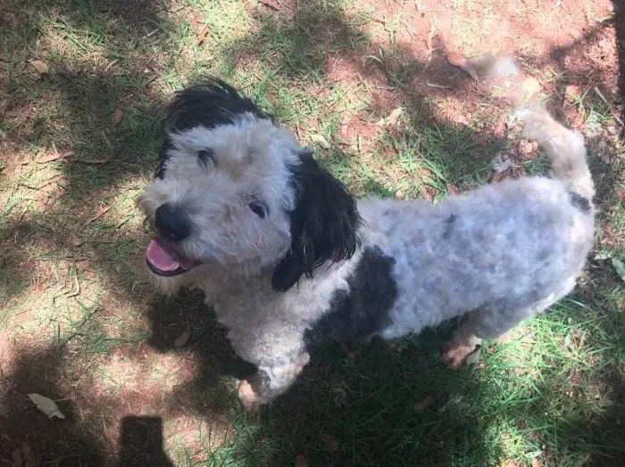 Cachorro ra a Vira lata idade  nome Sem nome