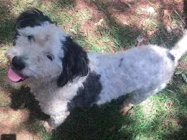 Cachorro ra a Vira lata idade  nome Sem nome