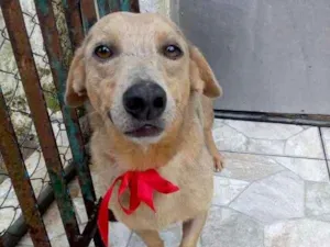 Cachorro raça RND idade 5 anos nome Jardel