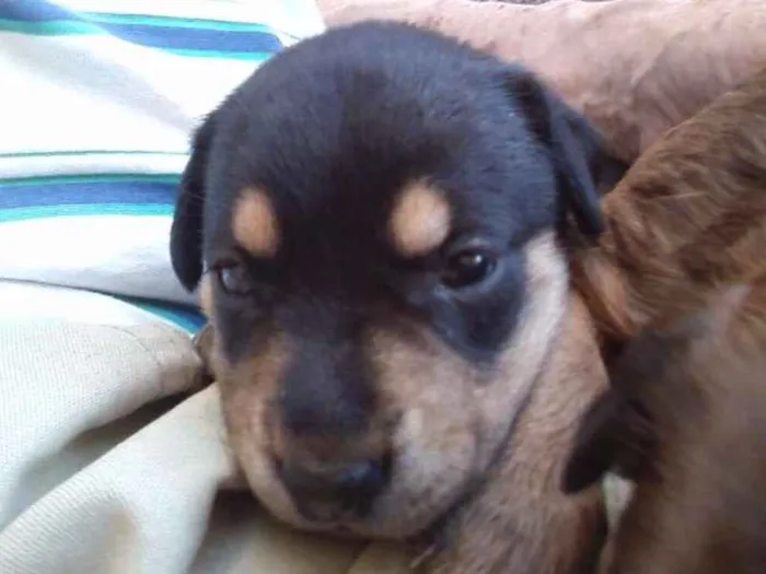 Cachorro ra a srd idade Abaixo de 2 meses nome sem nome