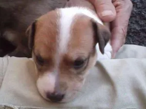 Cachorro raça Srd idade Abaixo de 2 meses nome Sem nome