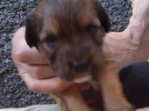 Cachorro raça srd idade Abaixo de 2 meses nome sem nome