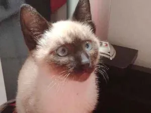 Gato raça Siamês idade 2 a 6 meses nome Chester