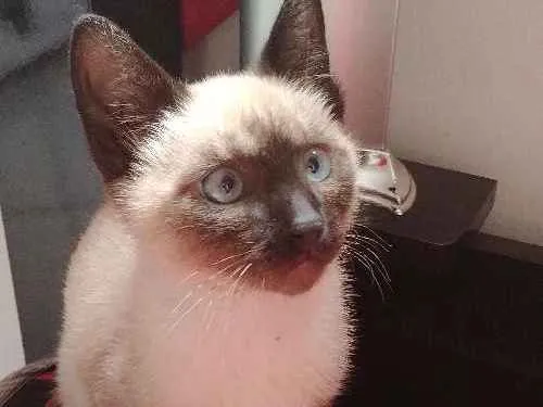 Gato ra a Siamês idade 2 a 6 meses nome Chester
