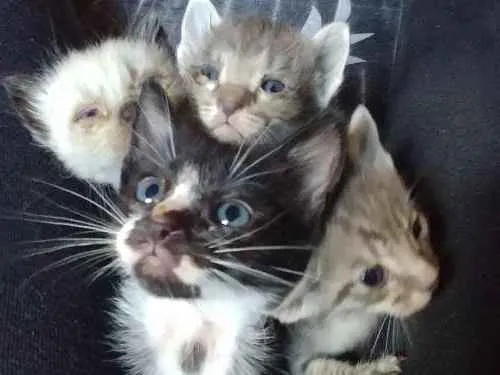 Gato ra a Srd idade Abaixo de 2 meses nome Nao tem nomes