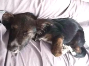 Cachorro raça Vira Lata idade 2 a 6 meses nome Júpiter 