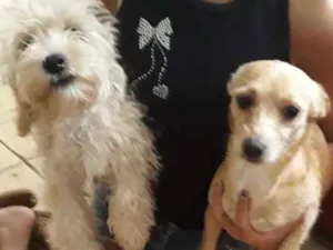 Cachorro raça Poodle e pinscher  idade 2 a 6 meses nome July e tel