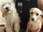 Cachorro raça Poodle e pinscher  idade 2 a 6 meses nome July e tel
