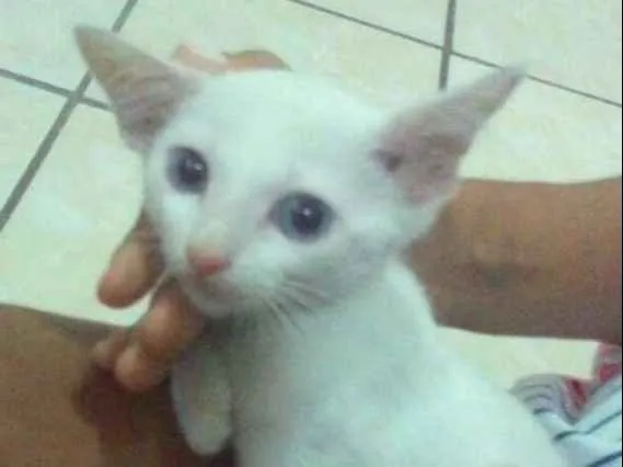 Gato ra a  idade 2 a 6 meses nome Não tem nome