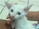 Gato raça  idade 2 a 6 meses nome Não tem nome