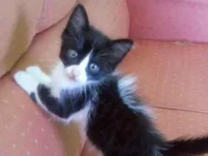 Gato raça Vira lata idade 2 a 6 meses nome Frajola