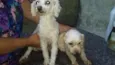 Sophia e dog