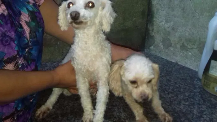 Cachorro ra a Poodle idade 4 anos nome Sophia e dog