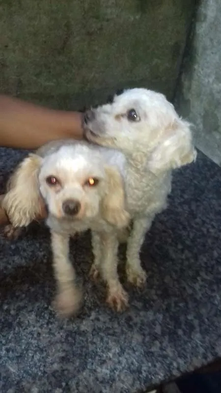 Cachorro ra a Poodle idade 4 anos nome Sophia e dog