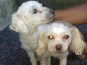 Cachorro raça Poodle idade 4 anos nome Sophia e dog