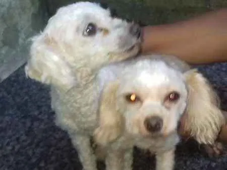 Cachorro ra a Poodle idade 4 anos nome Sophia e dog