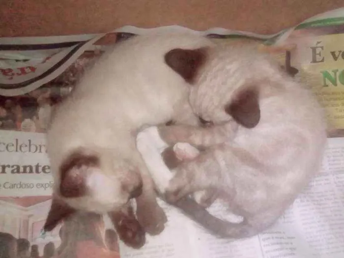 Gato ra a Siamês misturado idade 2 a 6 meses nome Gatos