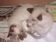 Gatos