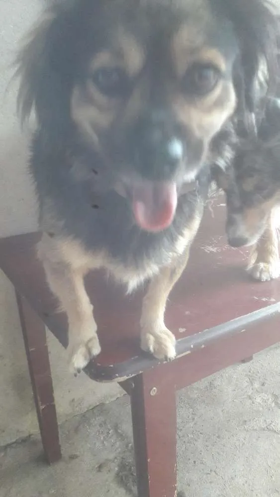 Cachorro ra a vira lata idade 4 anos nome Billy