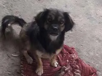 Cachorro ra a vira lata idade 4 anos nome Billy