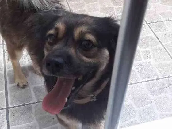 Cachorro ra a vira lata idade 4 anos nome Billy