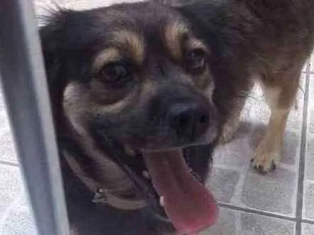 Cachorro ra a vira lata idade 4 anos nome Billy