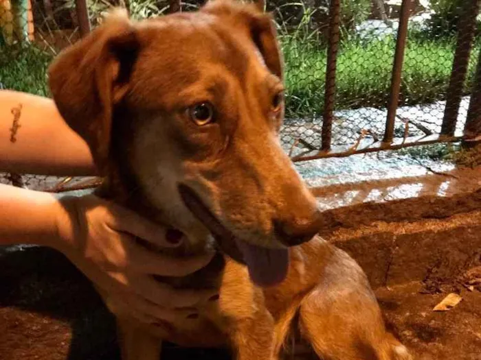 Cachorro ra a Vira lata idade 2 anos nome Não sabemos