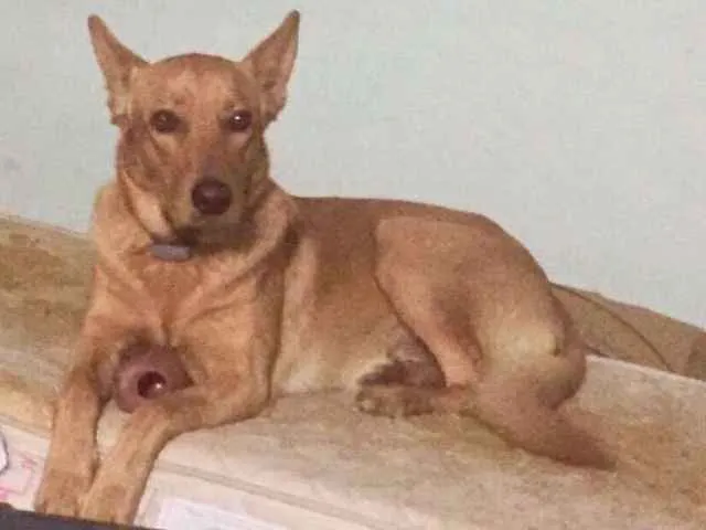 Cachorro ra a SRD ( vira-lata) idade 2 anos nome Paçoca