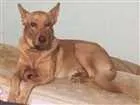 Cachorro raça SRD ( vira-lata) idade 2 anos nome Paçoca
